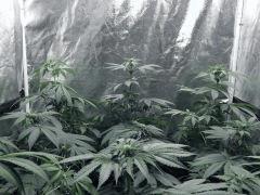 Dutch Kush PS Flo (10)