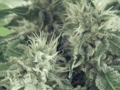 DK Paradise Seeds (16)