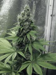 DK Ps Flo (7)