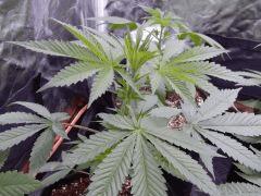 DutchKush  Paradise Seeds% (10)
