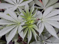 DutchKush (8)