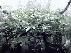 Dutch Kush PS Flo (14)