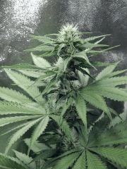 Dutch Kush Flo  13 (13)