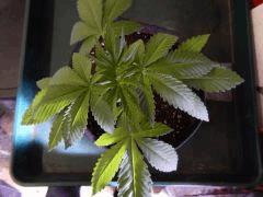 Dutch Kush  Paradise Seeds (19)