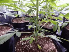 DutchKush (2)
