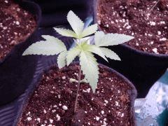 ParadiseSeeds DK (7)