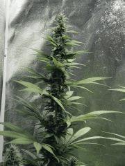 Flo25 Dutch Kush (8)