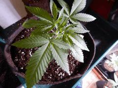 Dutch Kush  Paradise Seeds (11)