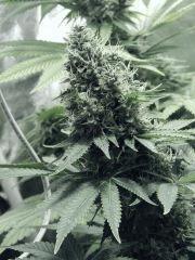 DK P Seeds (14)