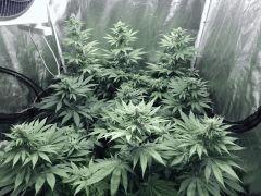 Dutch Kush Flo  13 (2)