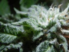 DK Paradise Seeds (36)