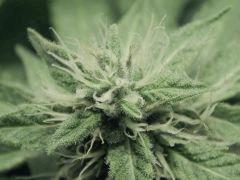 Flo25 Dutch Kush (20)