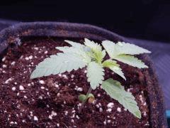ParadiseSeeds DK (9)