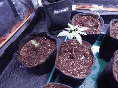 ParadiseSeeds DK (12)