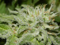 DK Paradise Seeds (32)