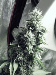 DK P Seeds (13)
