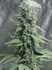 DK P Seeds (18)