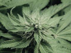 Flo25 Dutch Kush (22)