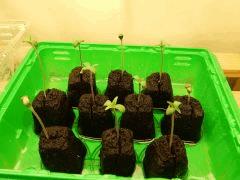 Paradise Seeds Opium (2)