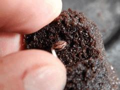 Paradise Seeds Dutch Kush (22)