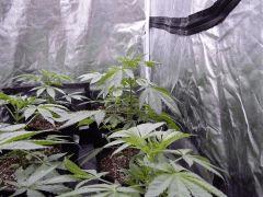 DutchKush  Paradise Seeds% (6)