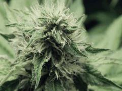 Flo25 Dutch Kush (21)