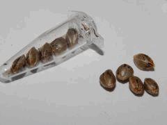 Paradise Seeds Dutch Kush (26)