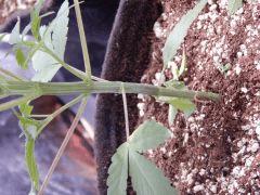DutchKush Paradise Seeds (9)
