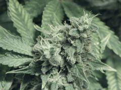 DK P Seeds (26)