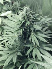 DK P Seeds (4)