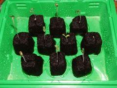 Paradise Seeds Opium (10)
