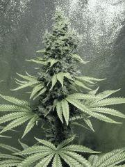 DK Ps Flo (8)