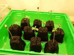 Paradise Seeds Opium (3)
