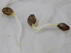 Paradise Seeds Dutch Kush (25)