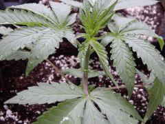 Dutch Kush  Paradise Seeds (26)