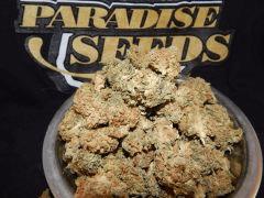 Harvest Dutch Kush Paradise Seeds (10)