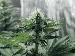 Dutch Kush Flo  13 (10)