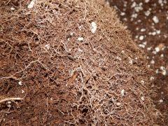 Feltpot (8)