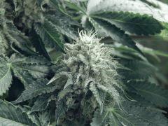 DK P Seeds (20)