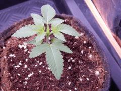 ParadiseSeeds DK (10)