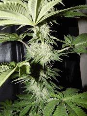 DK Paradise Seeds (28)