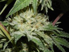 DK Paradise Seeds (38)