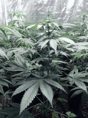Dutch Kush PS Flo (6)