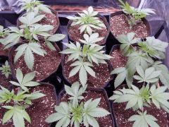 Dutch Kush  Paradise Seeds (17)