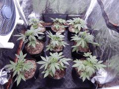 DutchKush Paradise Seeds (1)