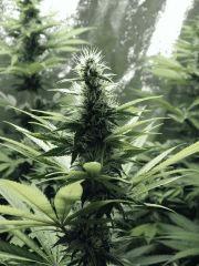 Dutch Kush Flo 19(5)