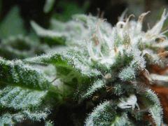 DK Paradise Seeds (35)