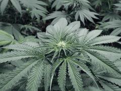 Dutch Kush PS Flo (3)