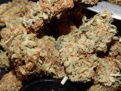 Harvest Dutch Kush Paradise Seeds (9)