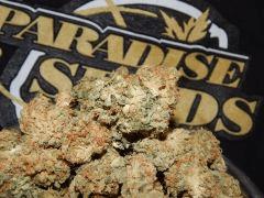 Harvest Dutch Kush Paradise Seeds (15)